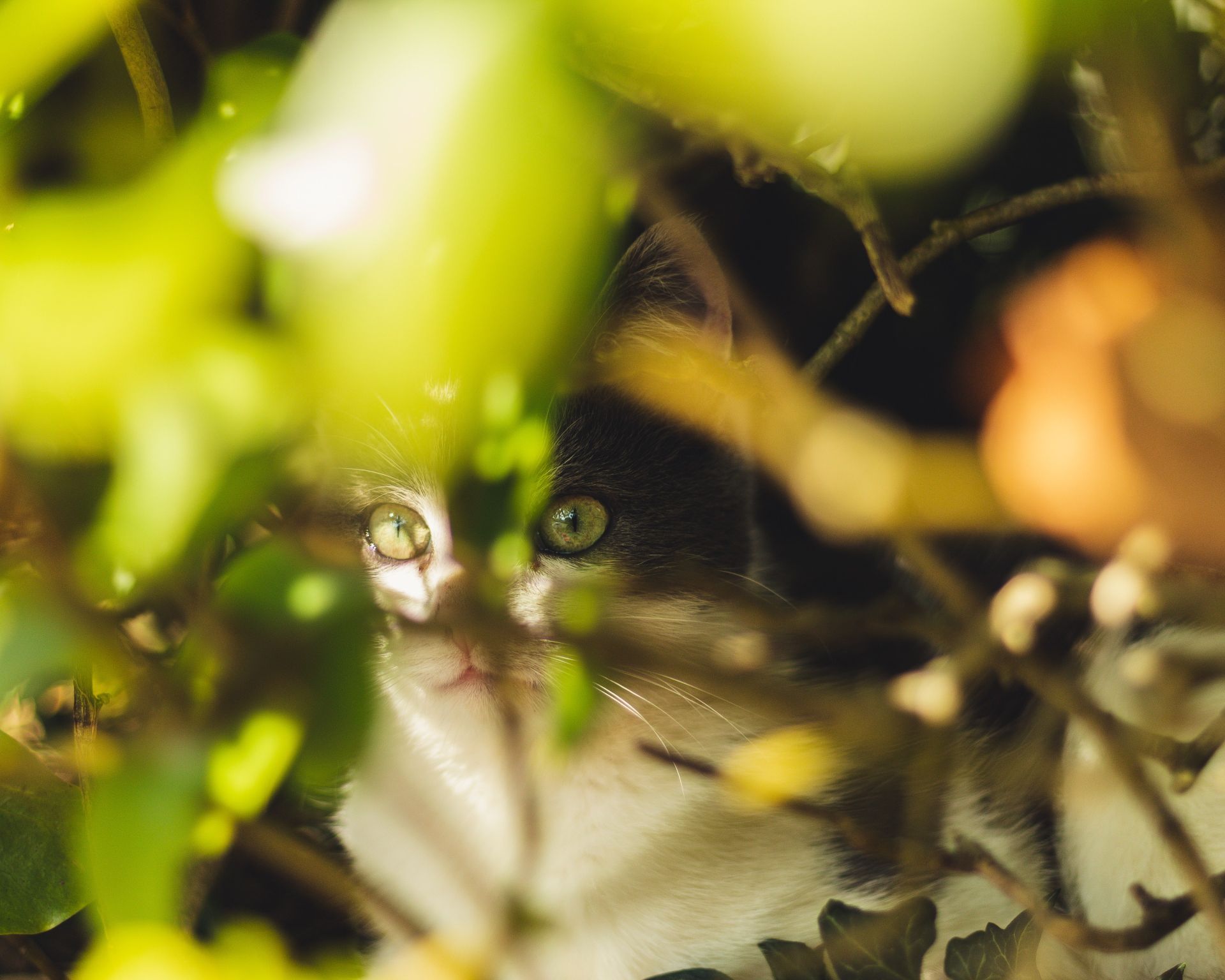 Photo of Tabby Cat